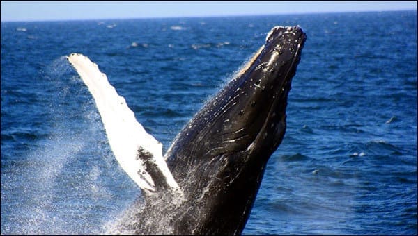 Whale Watching reservation system